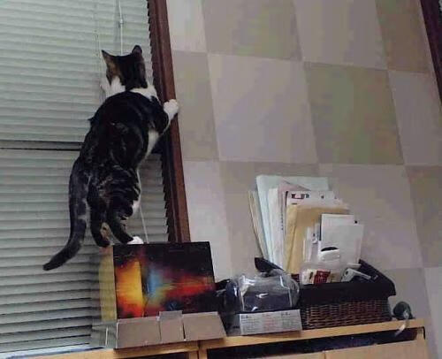 德甲争冠白热化,国际风云突现,厄瓜多尔封锁安哥拉背后的足球与政治交织